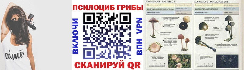 Псилоцибиновые грибы Psilocybine cubensis  Кинель 